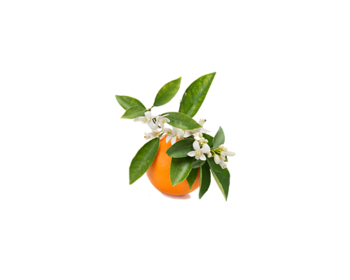 New Electronic Newsletter: ORANJ Blossom